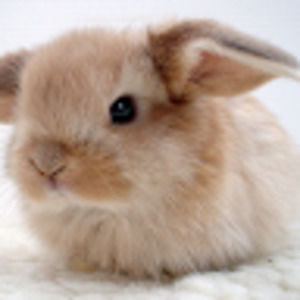 Meet your Posher, Kari